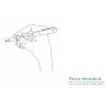Petra Herotov�: M�m r�da A �ty�ku (Kresby 2005 - 2008)